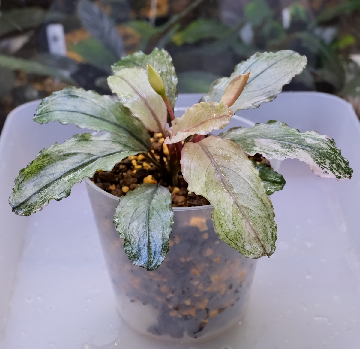 Yahoo!オークション -「variegata」(その他) (水草)の落札相場