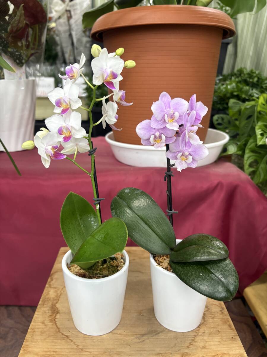 Yahoo!オークション -「胡蝶蘭 鉢」(花) (鉢植え)の落札相場