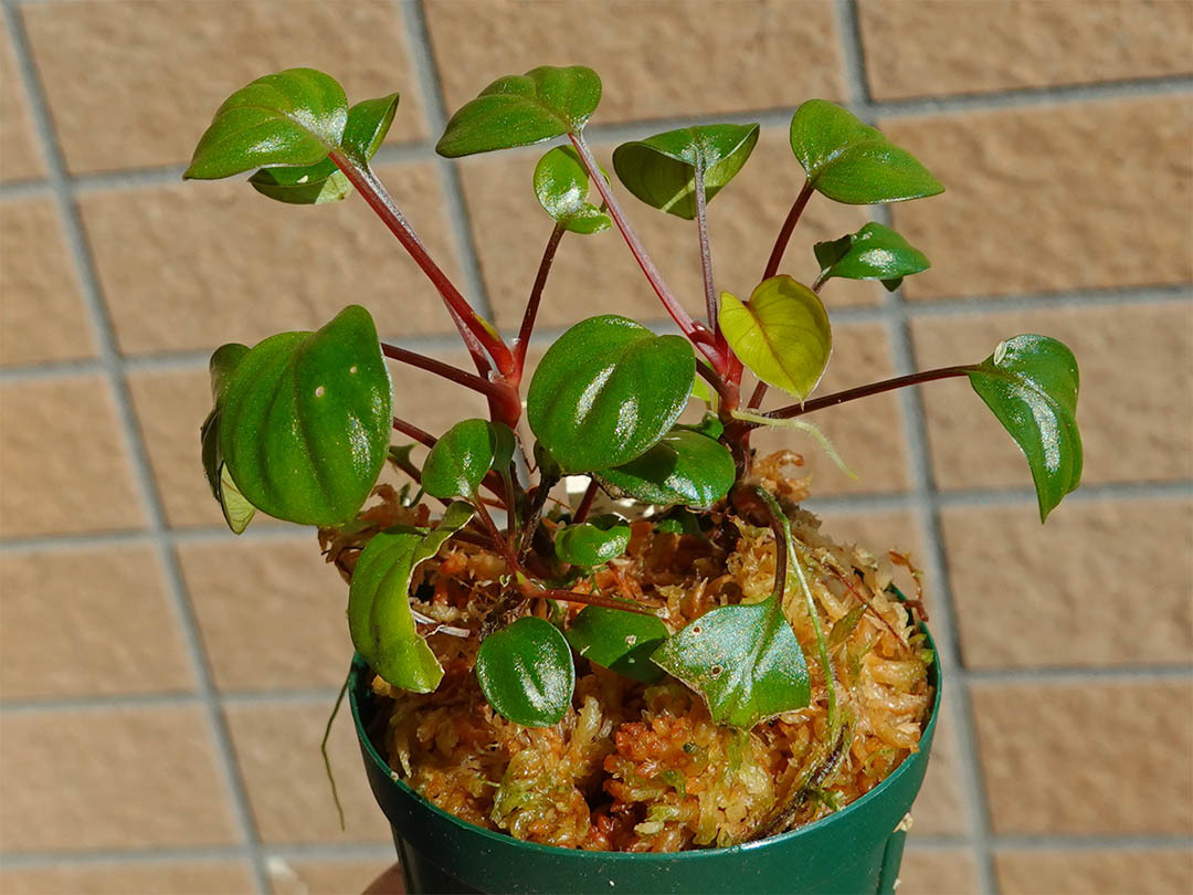 Homalomena cf.humilis PP便 正規タグ付き - メルカリ