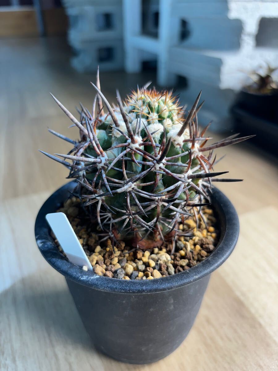 Yahoo!オークション -「デュラ」(サボテン) (観葉植物)の落札 Yahoo!オークション -「デュラ」(サボテン) (観葉植物)の落札