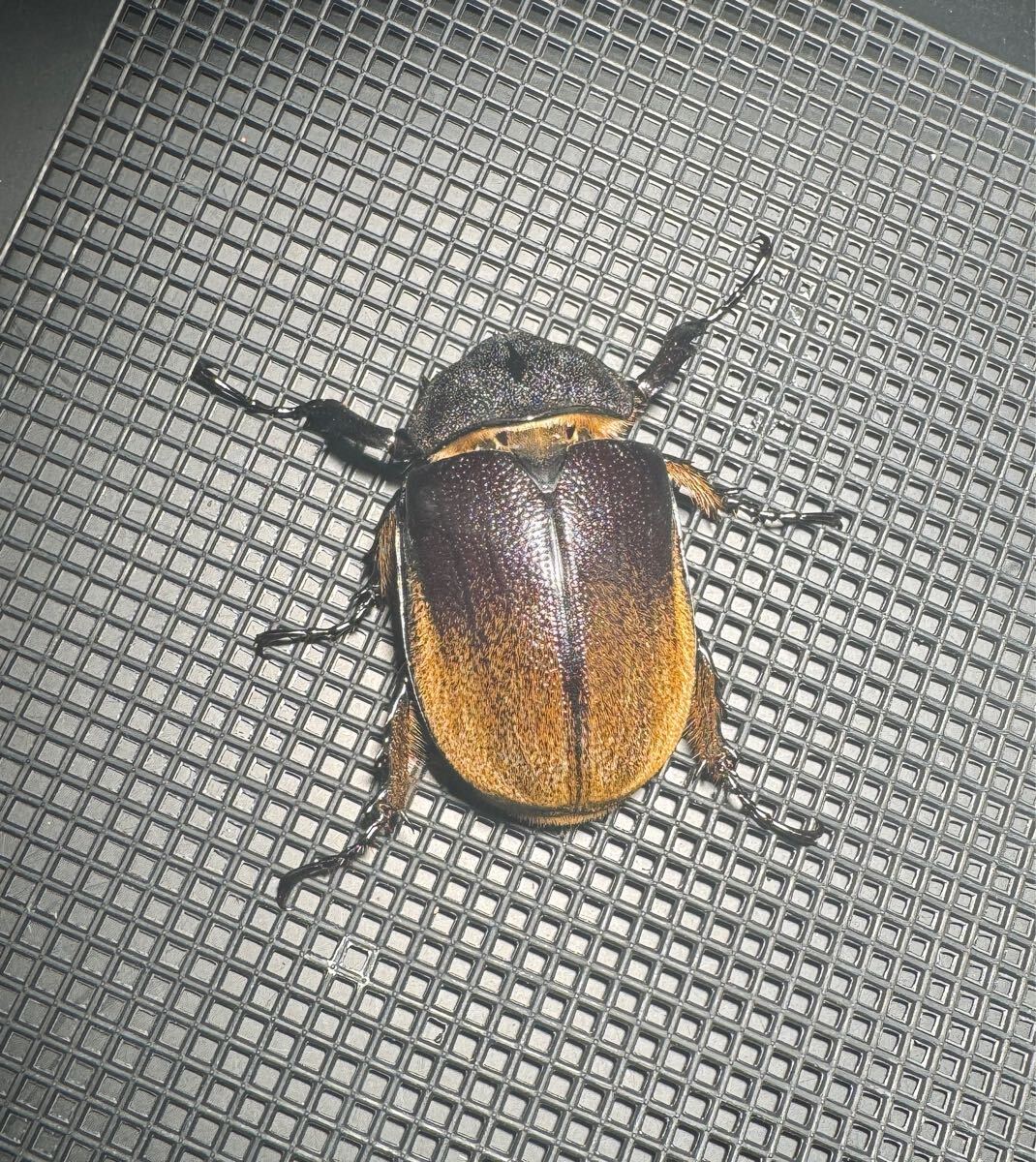 ノゲイラゾウカブト 100ミリ前後♂単品 - クワガタ横丁