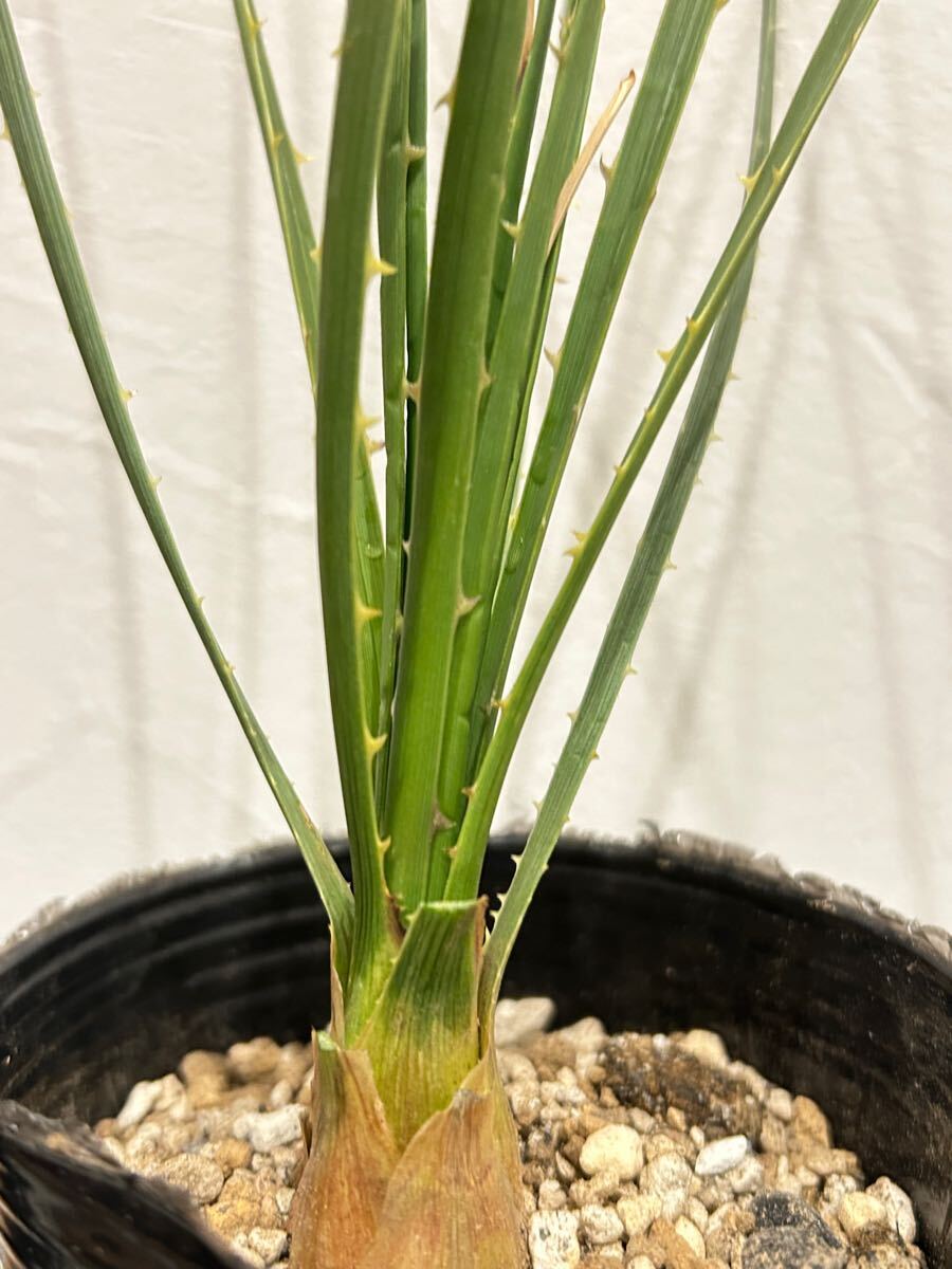 Yahoo!オークション -「ダシリリオン」(ユッカ) (観葉植物)の Yahoo!オークション -「ダシリリオン」(ユッカ) (観葉植物)の