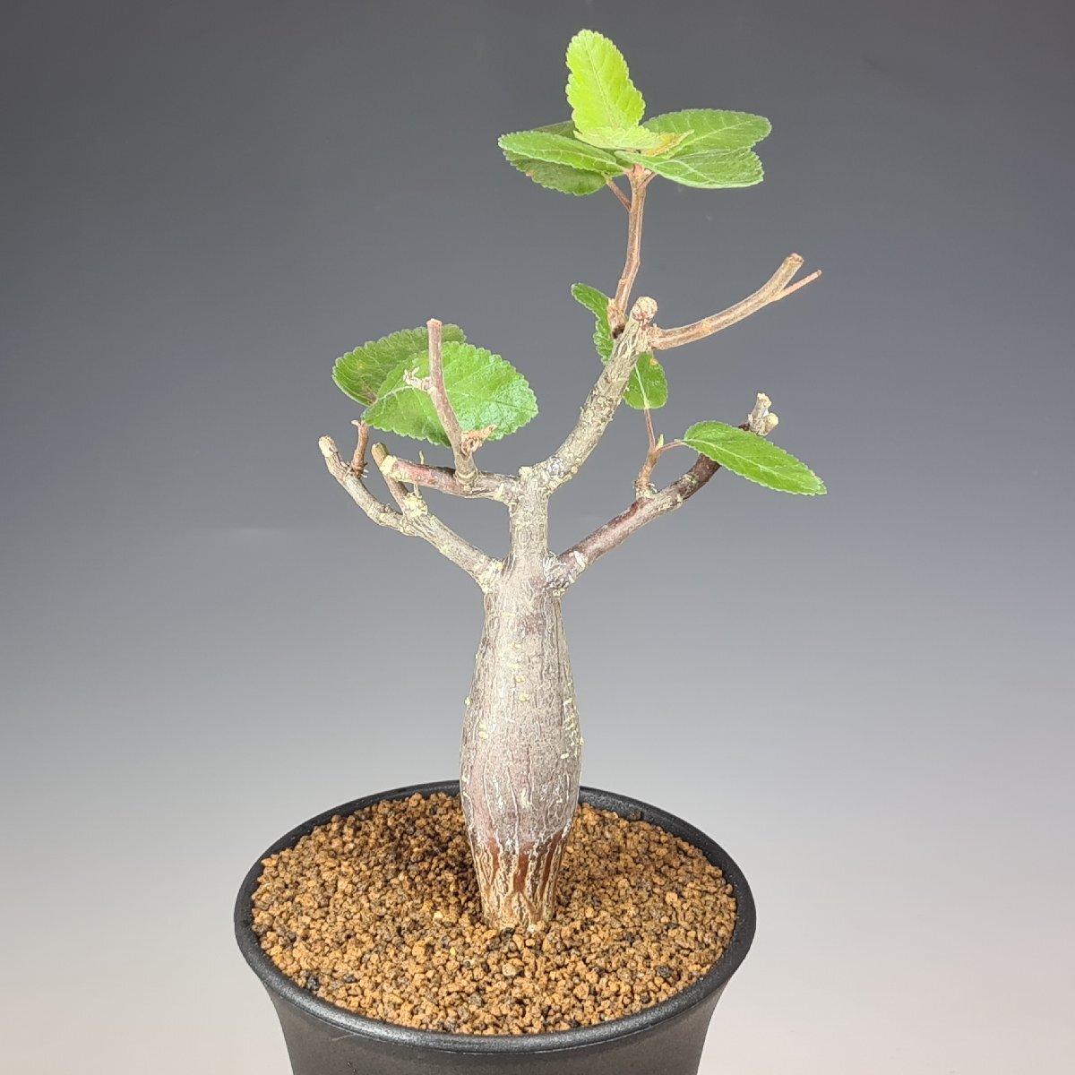 Yahoo!オークション -「ブルセラ」(サボテン) (観葉植物)の落札