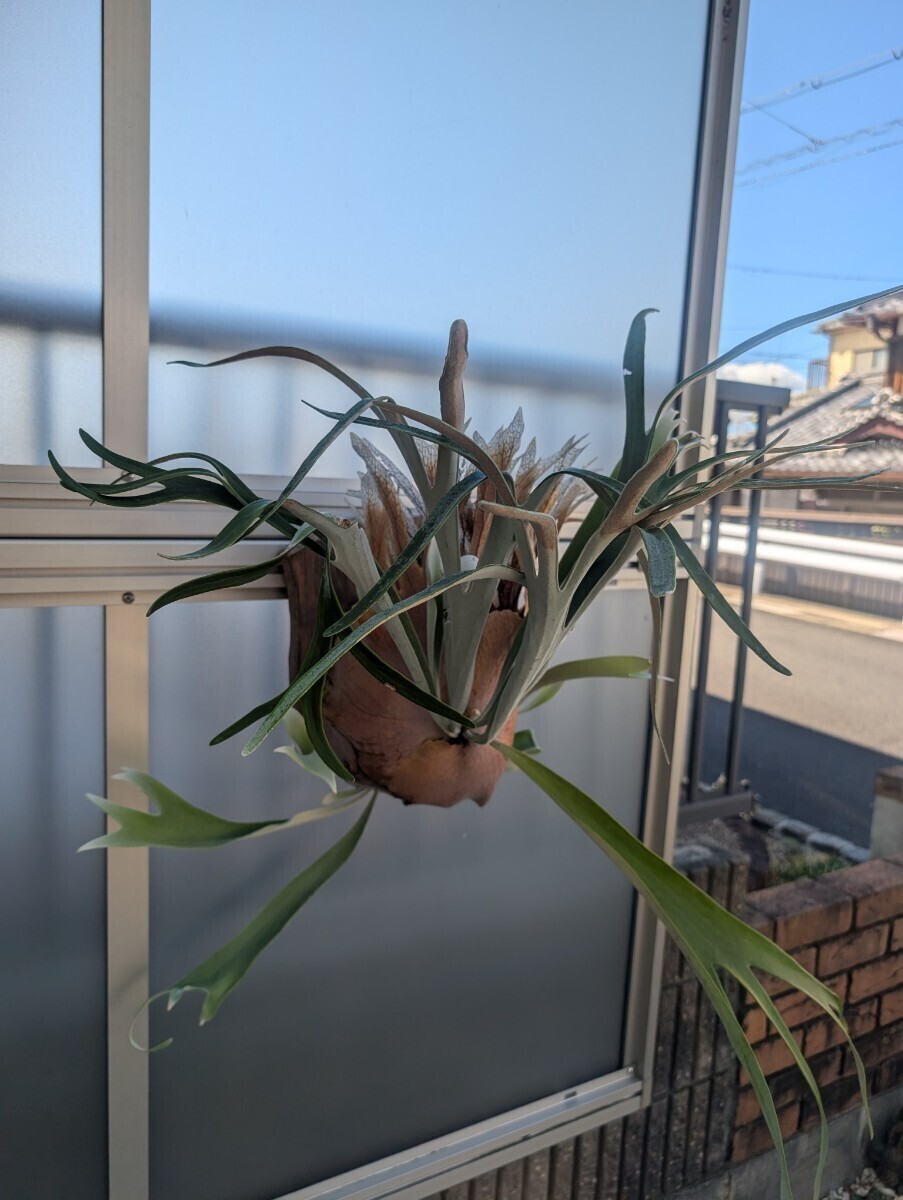 Yahoo!オークション -「ビカクシダ レモイネイ」(観葉植物) の Yahoo!オークション -「ビカクシダ レモイネイ」(観葉植物) の