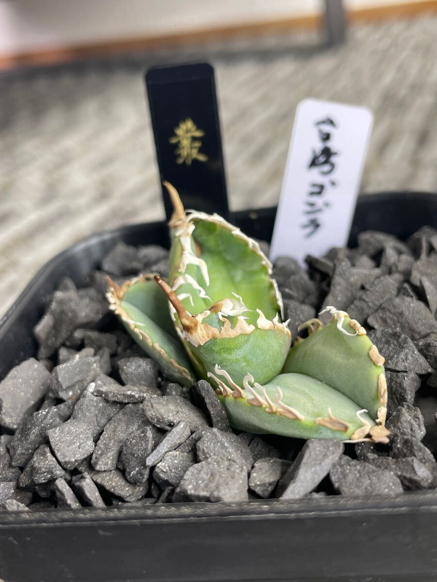 Yahoo!オークション -「ゴジラ」(アガベ) (観葉植物)の落札相場 Yahoo!オークション -「ゴジラ」(アガベ) (観葉植物)の落札相場