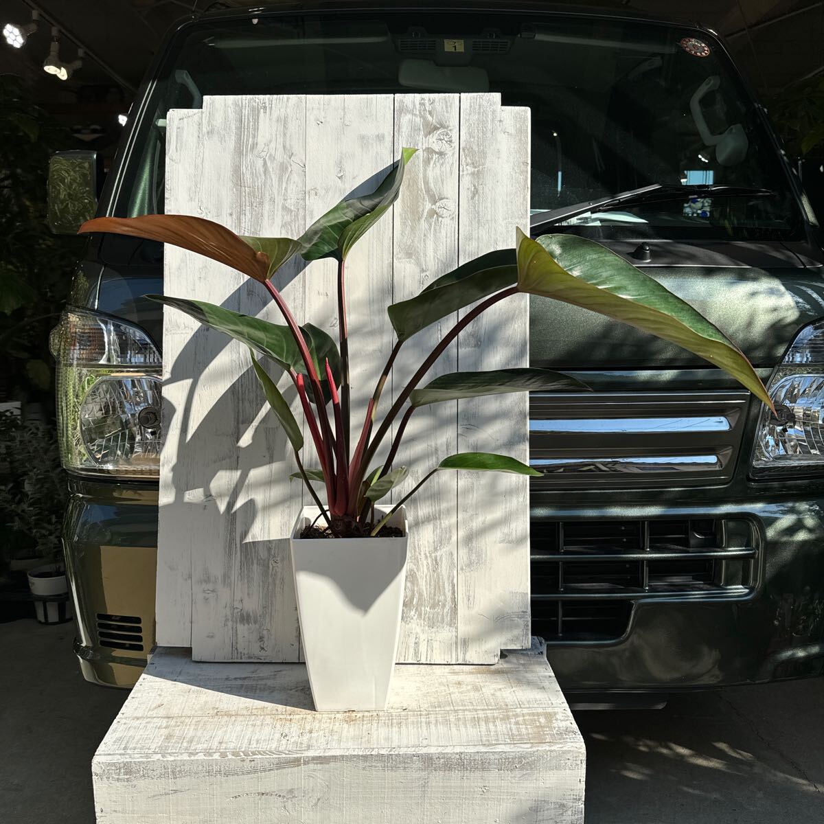 Yahoo!オークション -「コンゴ」(その他) (観葉植物)の落札相場 Yahoo!オークション -「コンゴ」(その他) (観葉植物)の落札相場