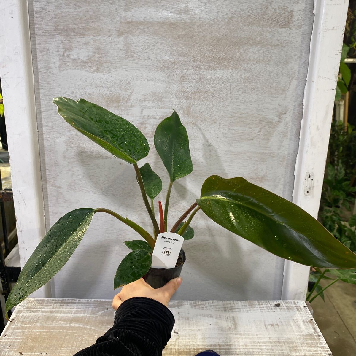 Yahoo!オークション -「コンゴ」(その他) (観葉植物)の落札相場 Yahoo!オークション -「コンゴ」(その他) (観葉植物)の落札相場