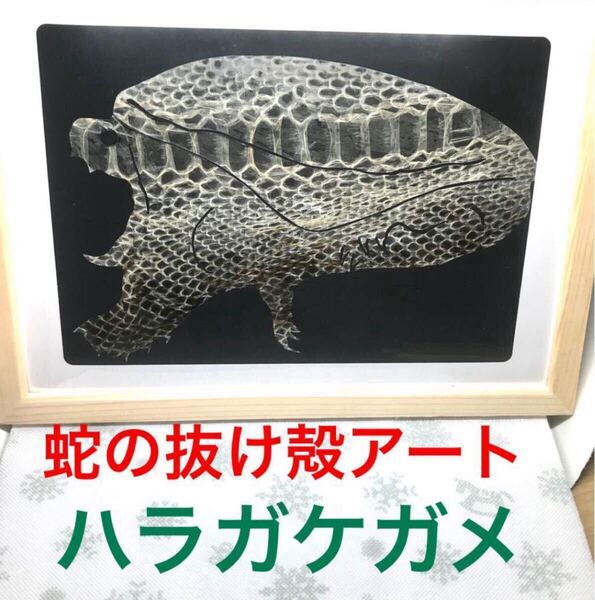 蛇の抜け殻アート ハラガケガメ 金運 開運 魔除け 守り神 爬虫類 風水