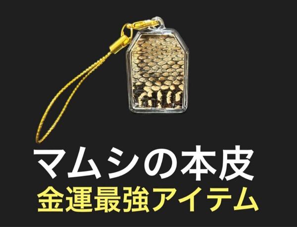 12 マムシの皮 金運 開運 一攫千金 魔除け 家内安全 守り神