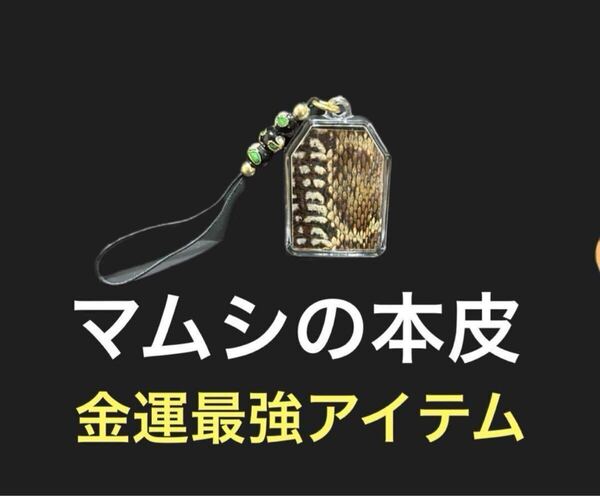 8 マムシの皮 金運 開運 一攫千金 魔除け 家内安全 守り神