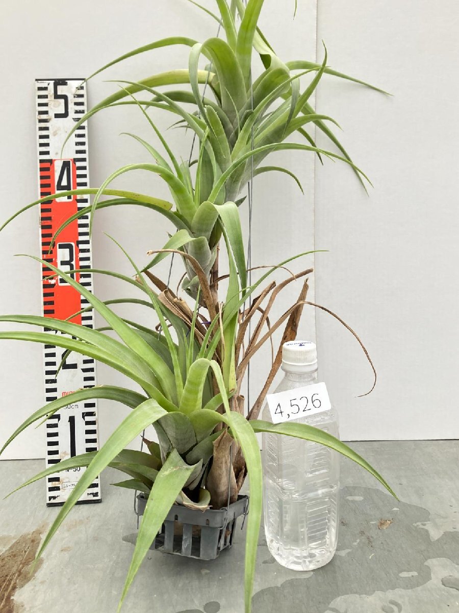 Yahoo!オークション -「ヴィヴィパラ」(観葉植物) の落札相場 Yahoo!オークション -「ヴィヴィパラ」(観葉植物) の落札相場