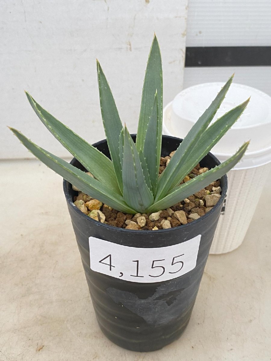 33 アロエ ポリフィラ Aloe サボテン 多肉植物|サボテン 33 アロエ ポリフィラ Aloe サボテン 多肉植物|サボテン