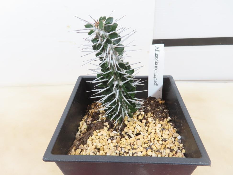 Yahoo!オークション -「モンタグナッキー」(その他) (観葉植物 Yahoo!オークション -「モンタグナッキー」(その他) (観葉植物