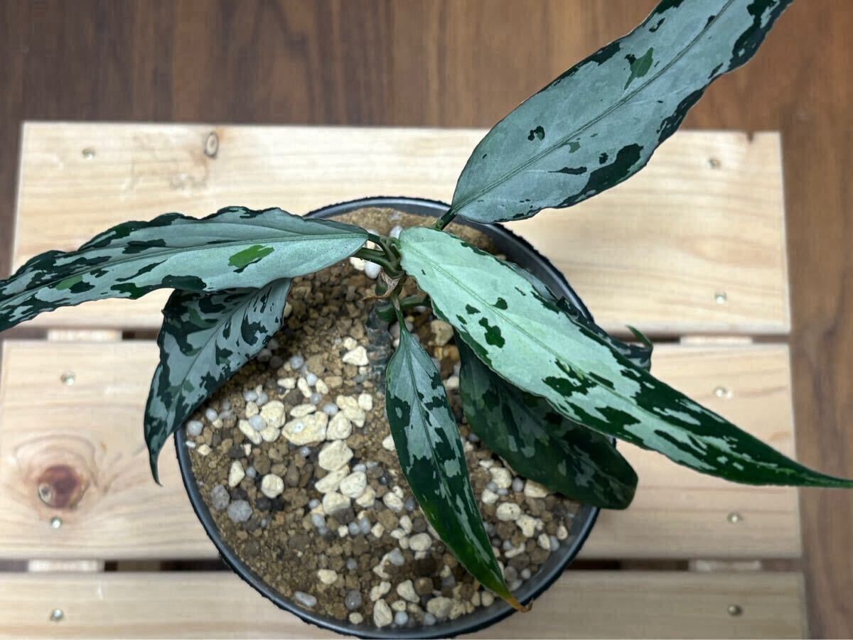 Yahoo!オークション -「aglaonema アグラオネマ」の落札相場 Yahoo!オークション -「aglaonema アグラオネマ」の落札相場