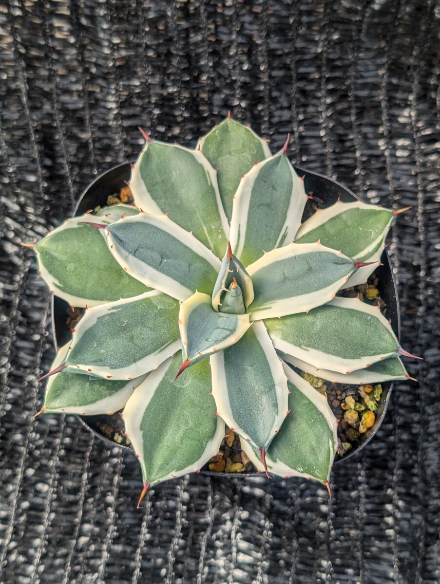 Yahoo!オークション -「spike」(観葉植物) の落札相場・落札価格 Yahoo!オークション -「spike」(観葉植物) の落札相場・落札価格