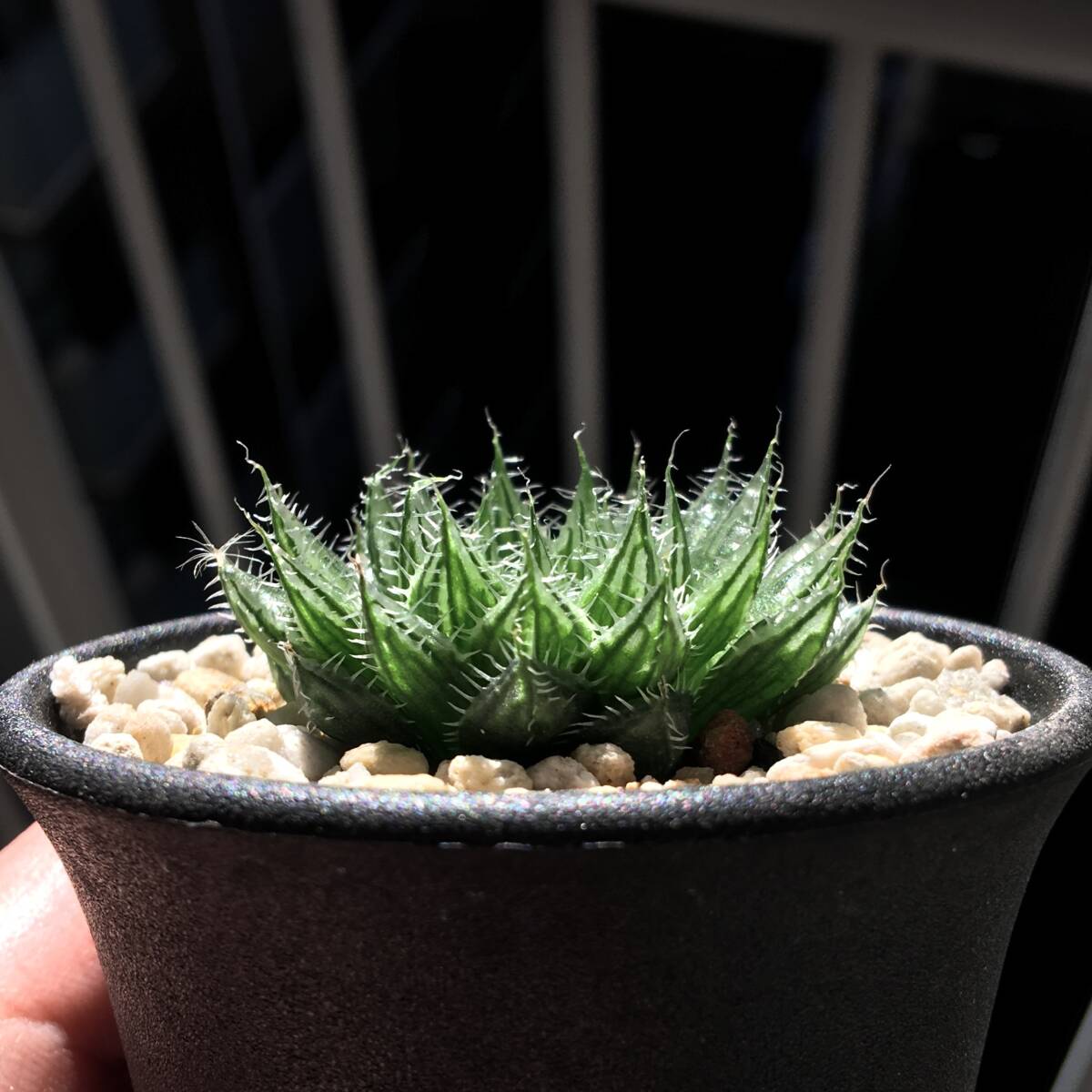 Yahoo!オークション -「(jil)」(サボテン) (観葉植物)の落札相場 Yahoo!オークション -「(jil)」(サボテン) (観葉植物)の落札相場