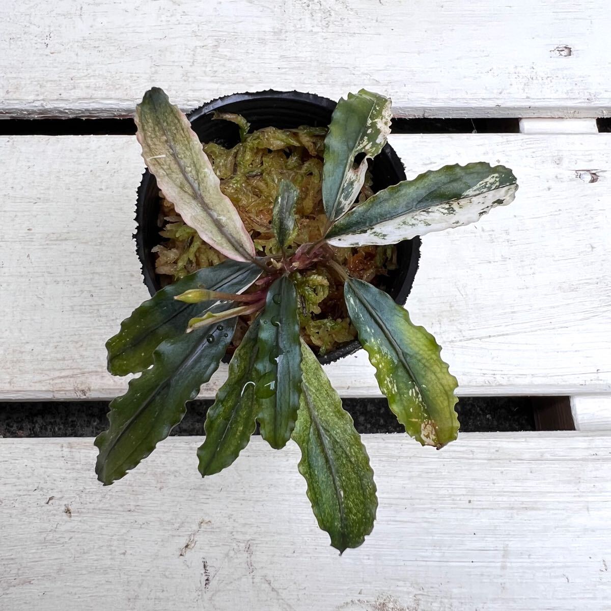 Yahoo!オークション -「variegata」(その他) (水草)の落札相場 Yahoo!オークション -「variegata」(その他) (水草)の落札相場