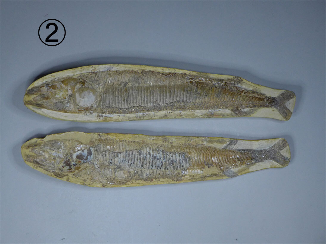 ブラジル産古代魚の化石。白亜紀の海が詰まっています！ 化石 販売