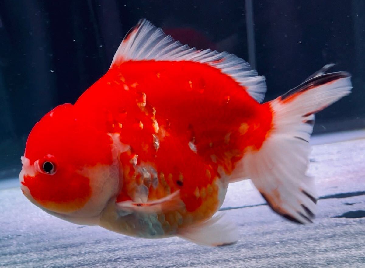 Yahoo!オークション -「(ヤン)」(金魚) (魚類、水生生物)の落札相場・落札価格 Yahoo!オークション -「(ヤン)」(金魚) (魚類、水生生物)の落札相場・落札価格