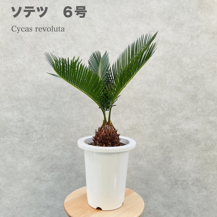 楽天市場】ソテツ 苗の通販