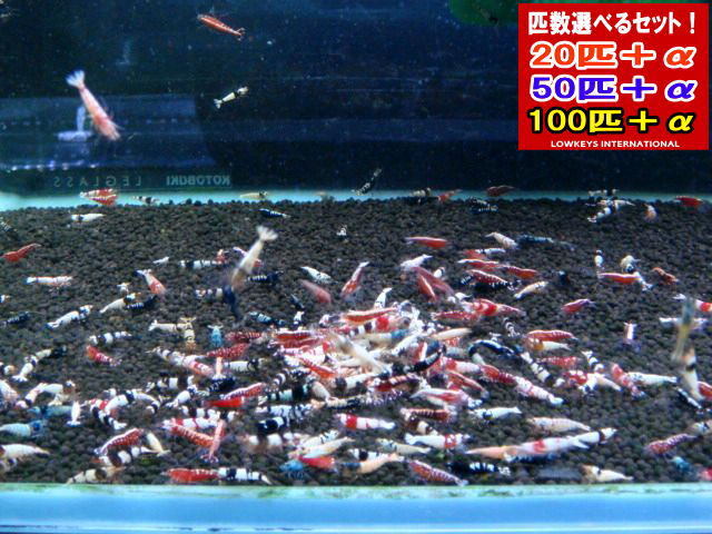 [LOWKEYS] новый вид серия различный Mix сокровище Mix выбор другой утечка 100 шт +α комплект [ low ключ z]