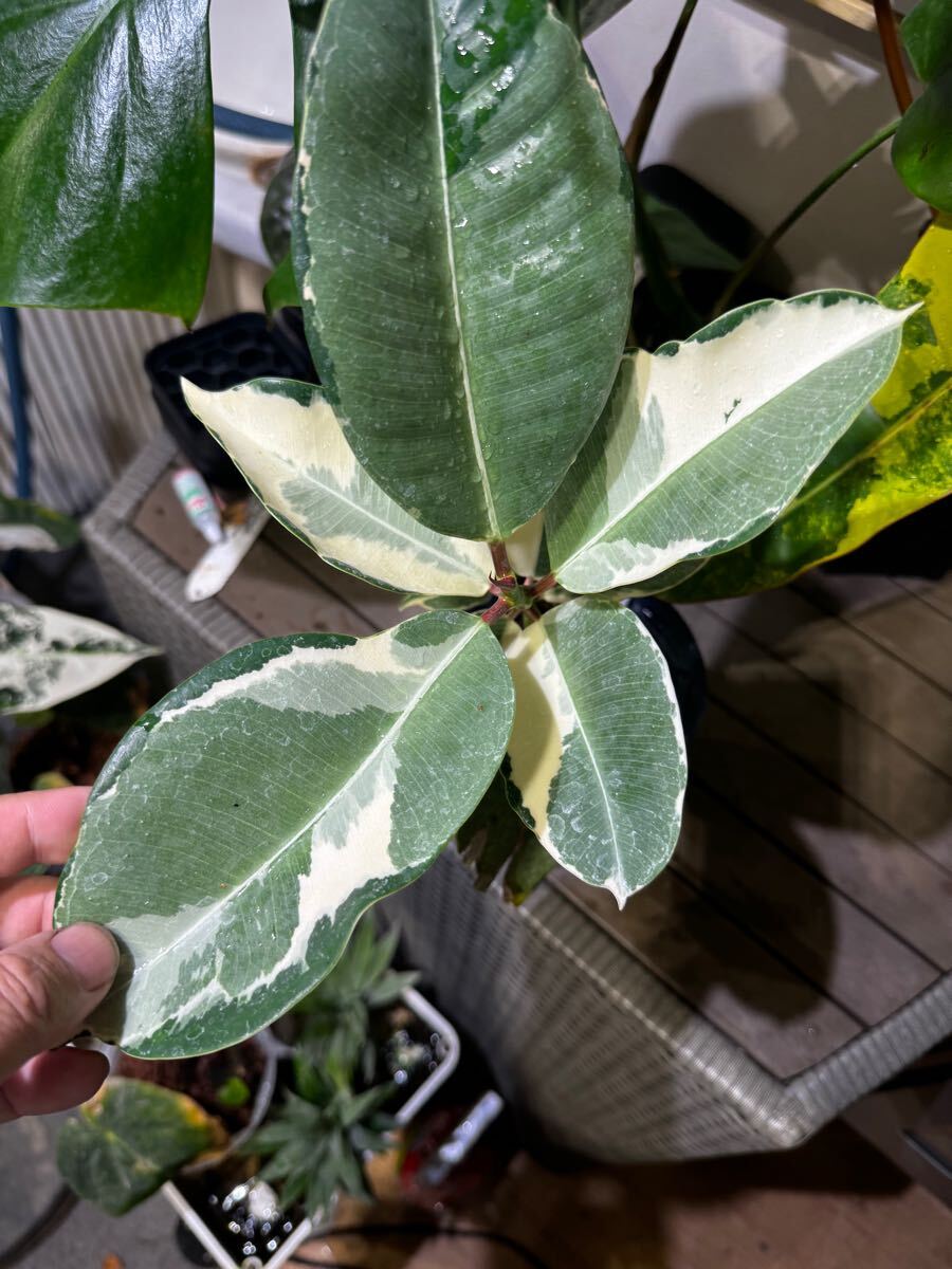 Yahoo!オークション -「フィカス アサヒ」(その他) (観葉植物)の