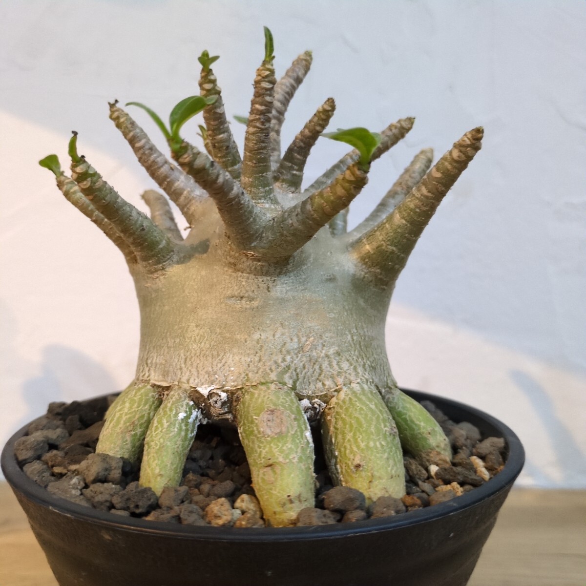 Yahoo!オークション -「アデニウム」(サボテン) (観葉植物)の Yahoo!オークション -「アデニウム」(サボテン) (観葉植物)の