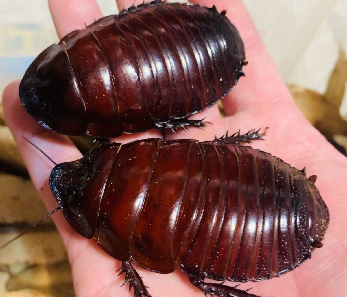 ヨロイモグラゴキブリ メス 単品 虫類