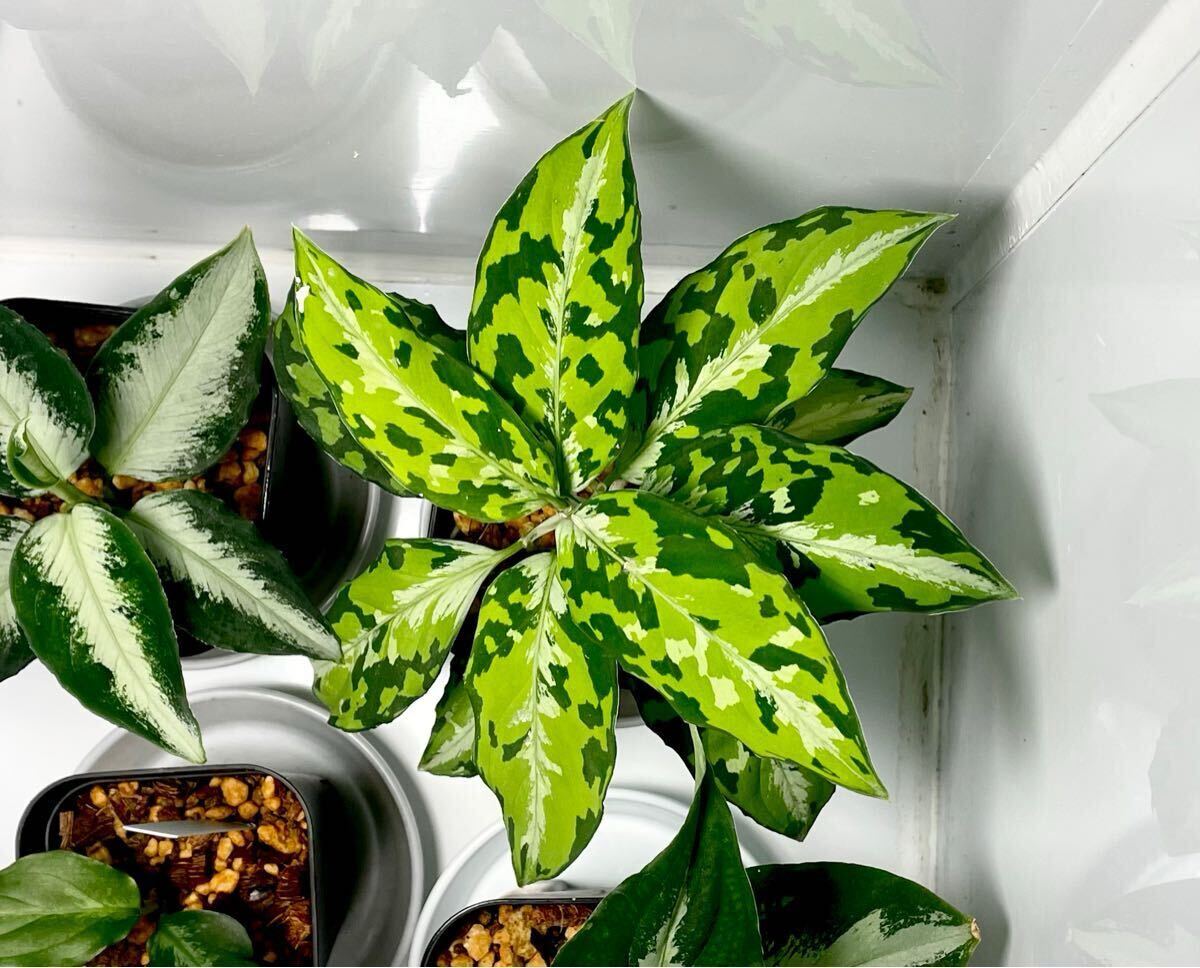 Yahoo!オークション -「白玉」(その他) (観葉植物)の落札相場 Yahoo!オークション -「白玉」(その他) (観葉植物)の落札相場