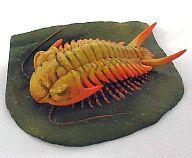 セロウリネラ（三葉虫）国立科学博物館再現モデル （三葉虫 喋れ