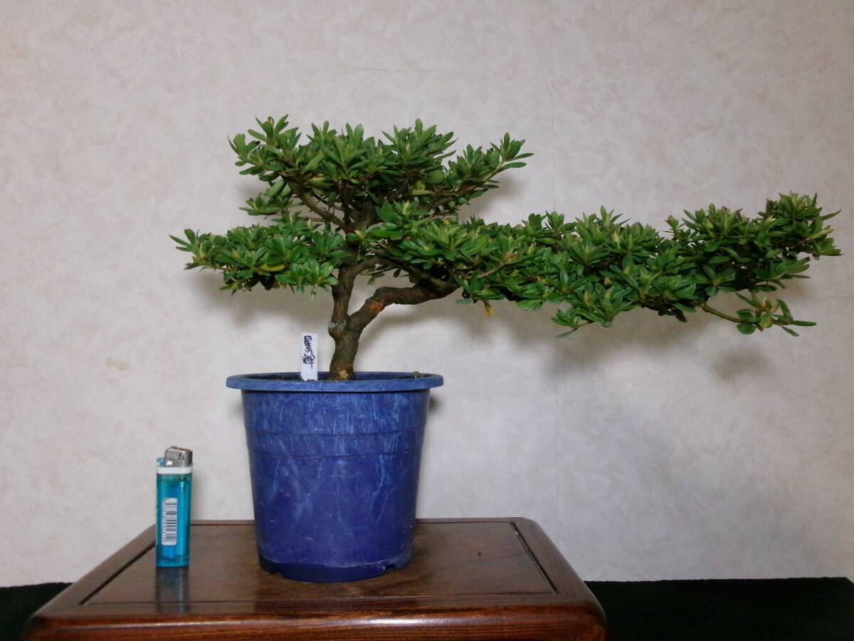 入手困難皐月盆栽(鉢行山型):樹高45㎝X幅60㎝【枝の端から端 入手困難皐月盆栽(鉢行山型):樹高45㎝X幅60㎝【枝の端から端