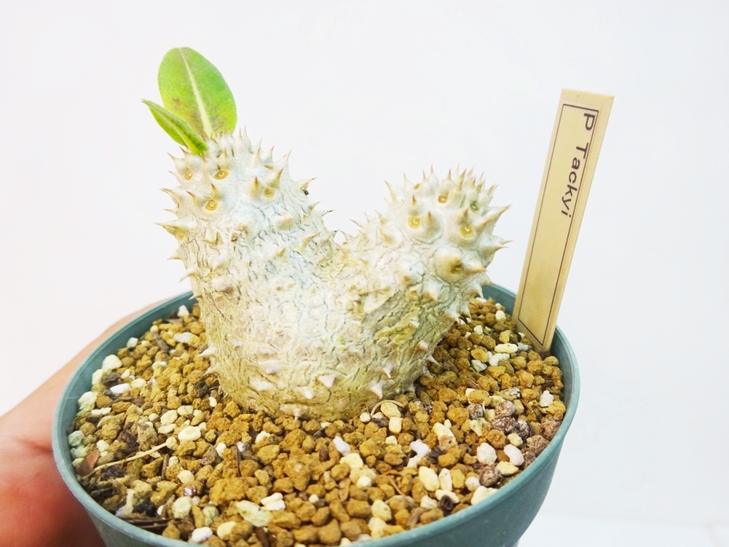 Yahoo!オークション -「パキポディウム タッキー」(その他 Yahoo!オークション -「パキポディウム タッキー」(その他