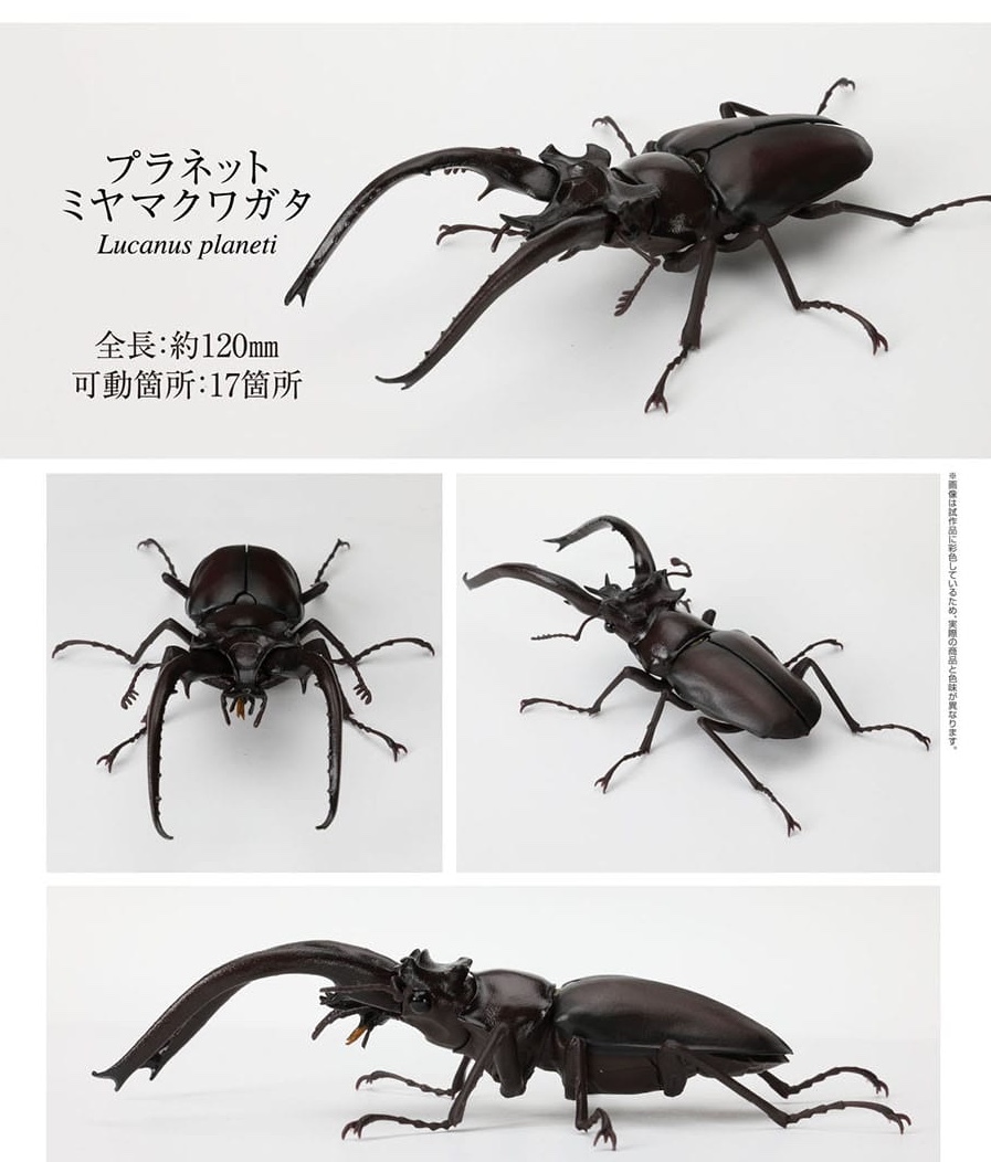 2025年最新】Yahoo!オークション -ミヤマクワガタ(おもちゃ 2025年最新】Yahoo!オークション -ミヤマクワガタ(おもちゃ