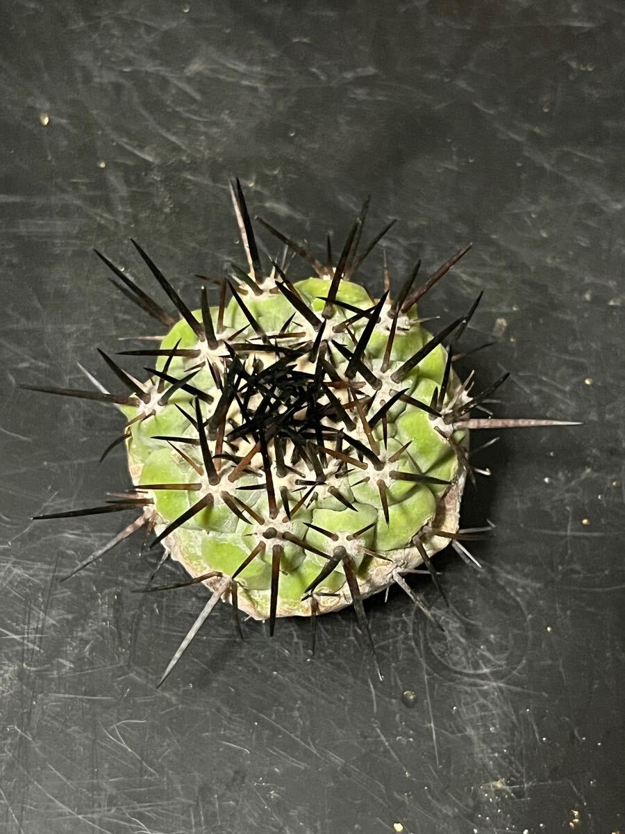 Yahoo!オークション -「黒王丸 カキコ」(観葉植物) の落札相場 Yahoo!オークション -「黒王丸 カキコ」(観葉植物) の落札相場