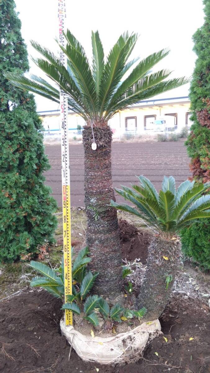 楽天市場】＼ポイント5倍／観葉植物 古木 ソテツ8号鉢 高さ約