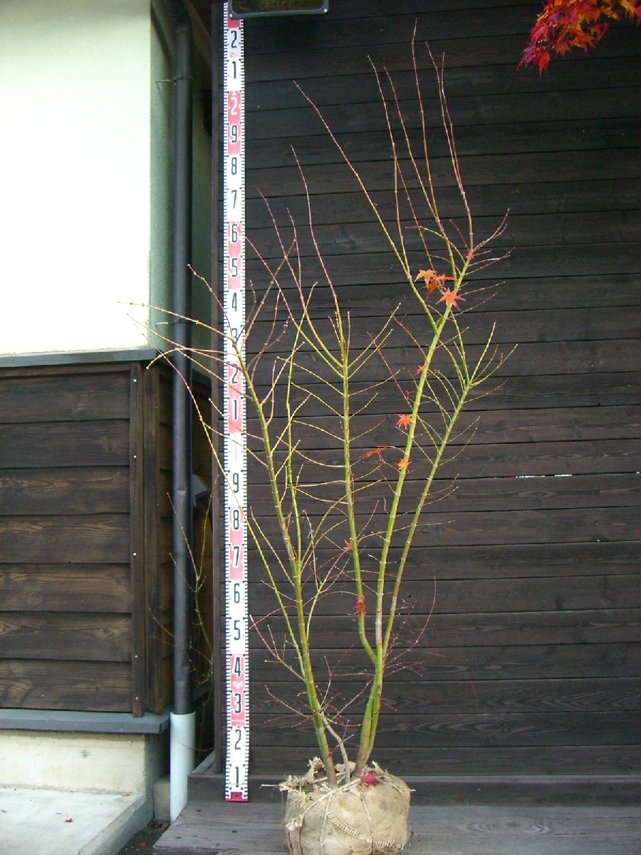 イロハモミジ 大株立 【送料無料】