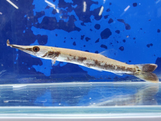 スポットガー40㎝ 熱帯魚