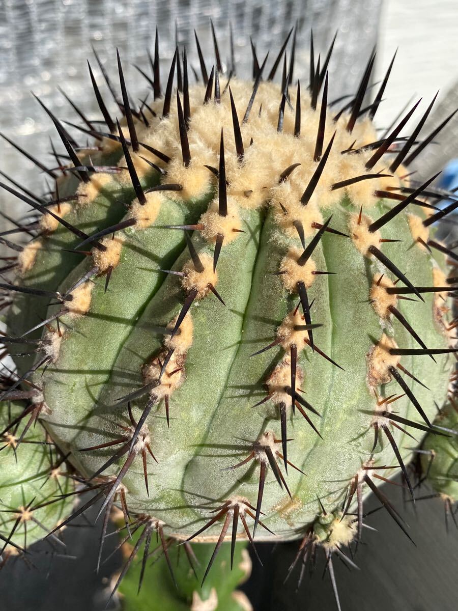 Yahoo!オークション -「黒王丸 カキコ」(観葉植物) の落札相場 Yahoo!オークション -「黒王丸 カキコ」(観葉植物) の落札相場