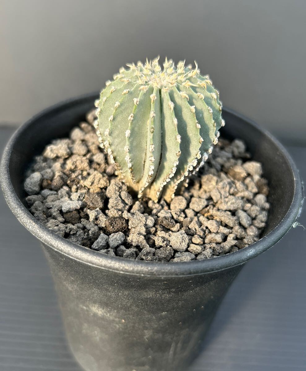 Yahoo!オークション -「ゲオヒントニア メキシカーナ」(観葉植物 Yahoo!オークション -「ゲオヒントニア メキシカーナ」(観葉植物