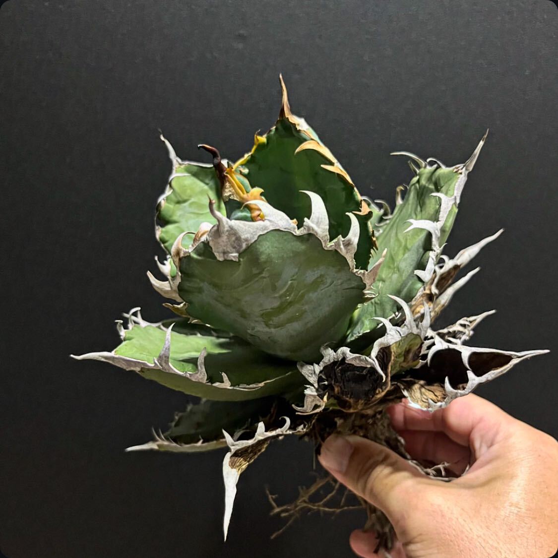 Yahoo!オークション -「ゴジラ」(アガベ) (観葉植物)の落札相場 Yahoo!オークション -「ゴジラ」(アガベ) (観葉植物)の落札相場