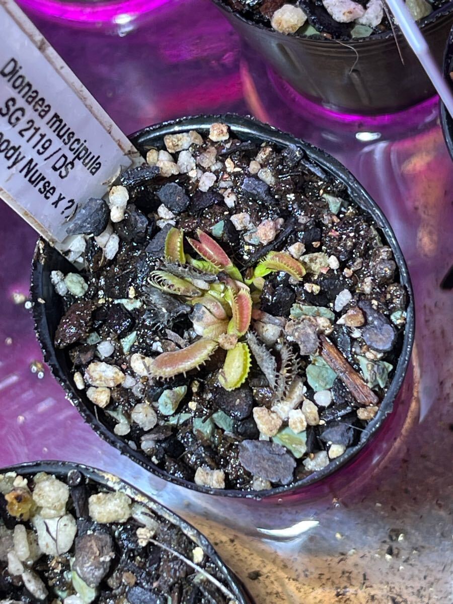 Yahoo!オークション -「食虫植物 ハエトリソウ」の落札相場 Yahoo!オークション -「食虫植物 ハエトリソウ」の落札相場