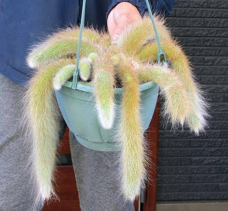 楽天市場】☆彡長いサボテン【現品・現物】猫の尻尾 ヒルデ