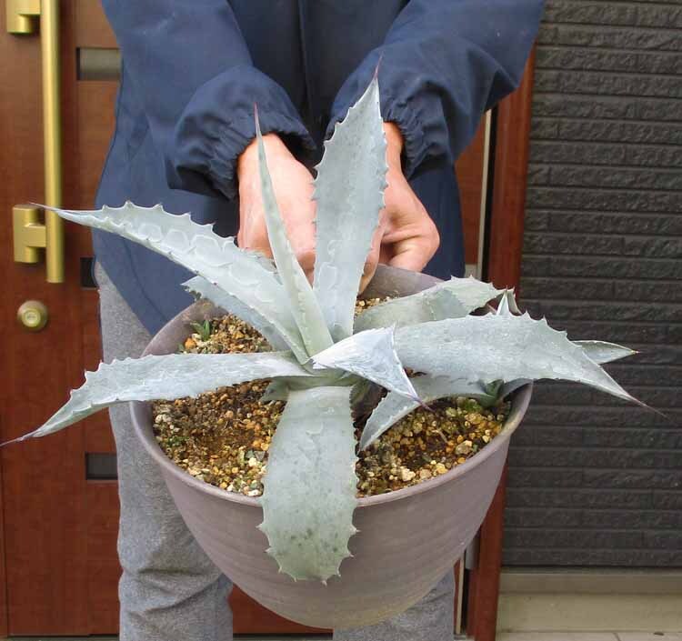 Yahoo!オークション -「アガベ シルバーサーファー」(観葉植物 Yahoo!オークション -「アガベ シルバーサーファー」(観葉植物