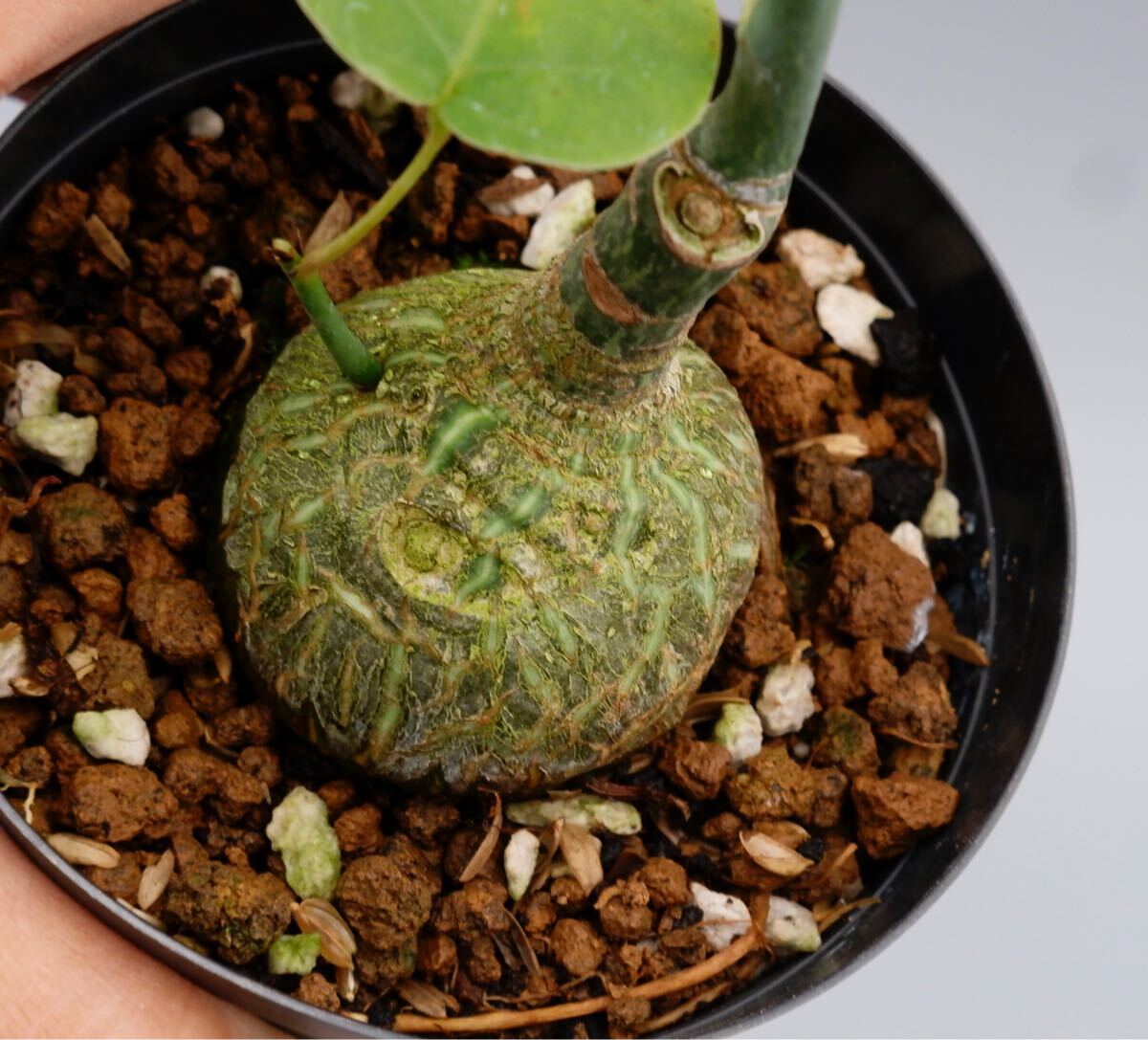 Yahoo!オークション -「ボンバックス」(観葉植物) の落札相場 Yahoo!オークション -「ボンバックス」(観葉植物) の落札相場