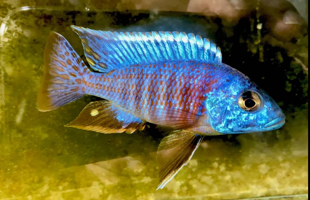 Yahoo!オークション -「アウロノカラ」(熱帯魚) (魚類、水生生物 Yahoo!オークション -「アウロノカラ」(熱帯魚) (魚類、水生生物