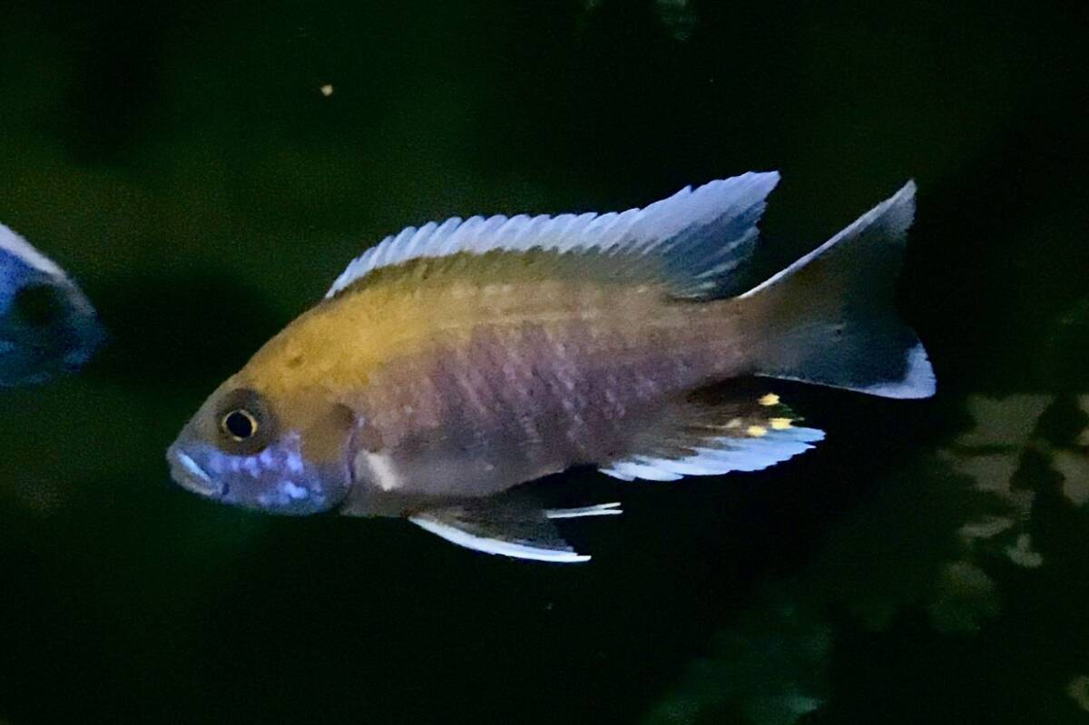 Yahoo!オークション -「アウロノカラ」(熱帯魚) (魚類、水生生物 Yahoo!オークション -「アウロノカラ」(熱帯魚) (魚類、水生生物