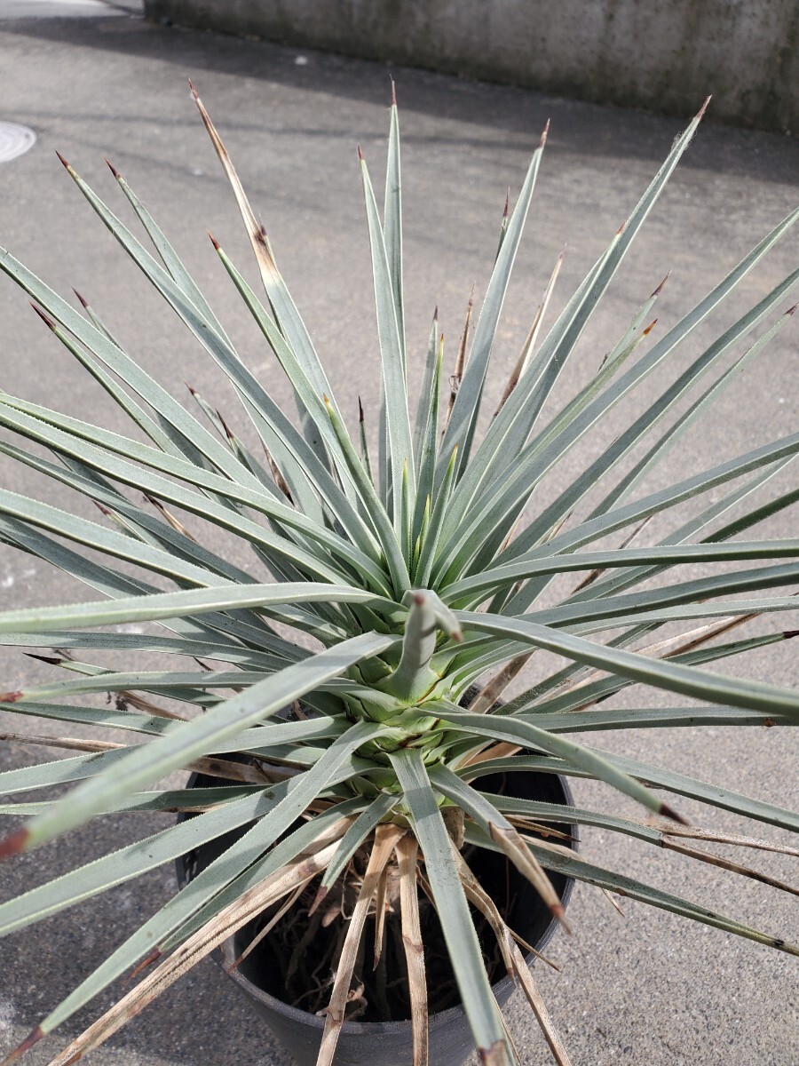 Yahoo!オークション -「yucca brevifolia」(観葉植物) の落札 Yahoo!オークション -「yucca brevifolia」(観葉植物) の落札