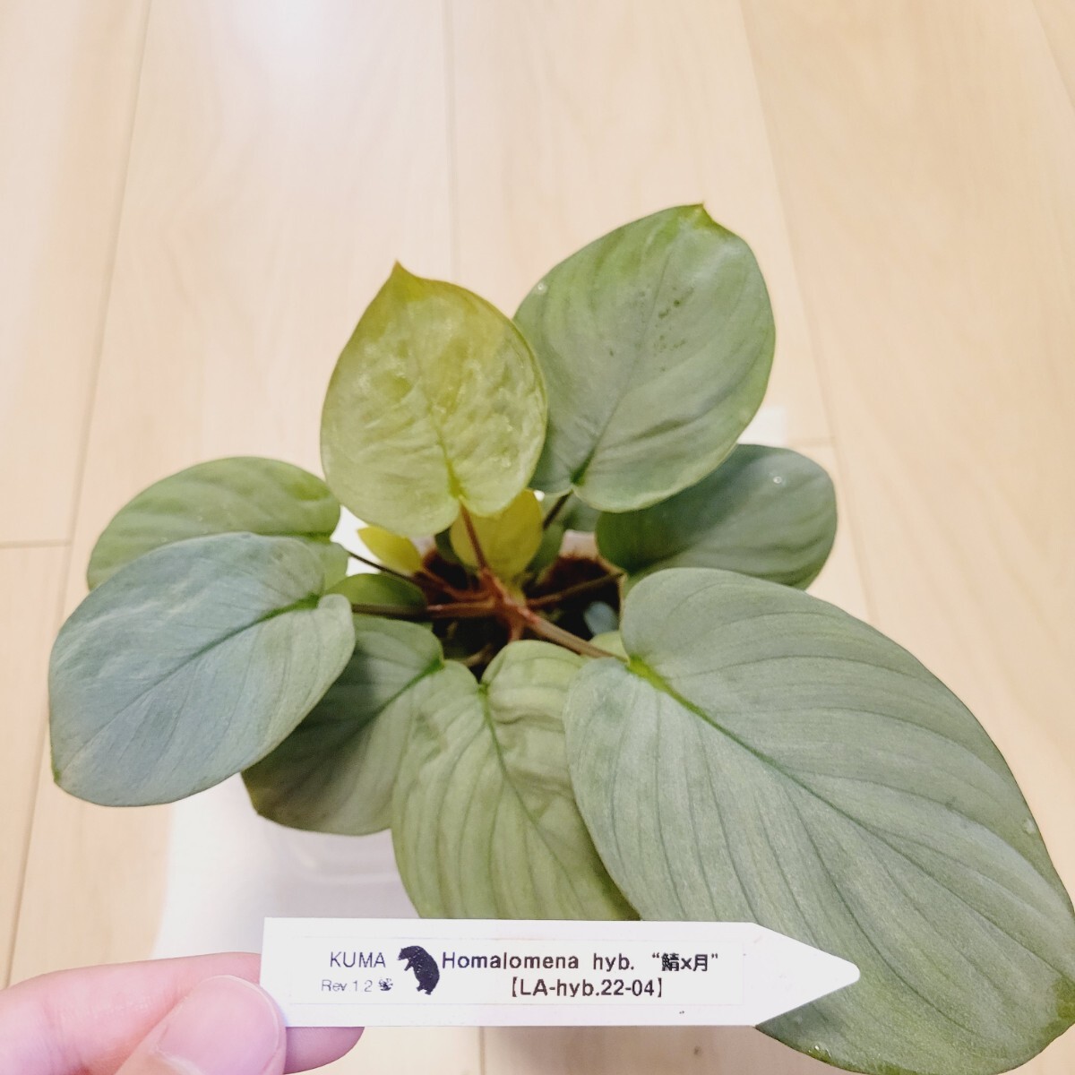 Yahoo!オークション -「月輪」(観葉植物) の落札相場・落札価格 Yahoo!オークション -「月輪」(観葉植物) の落札相場・落札価格