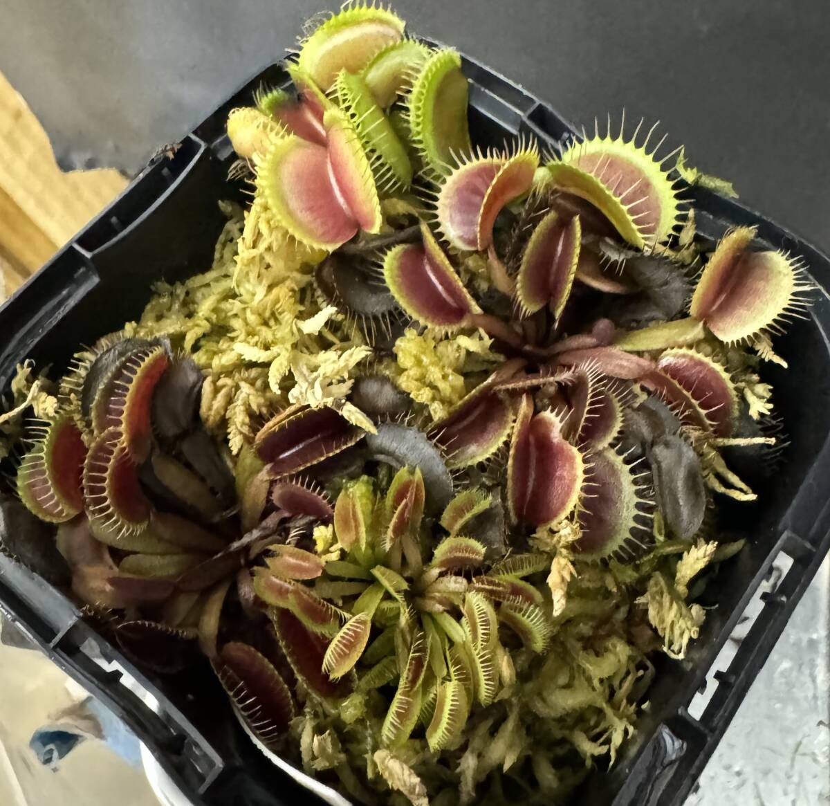 Yahoo!オークション -「食虫植物 ハエトリソウ」の落札相場 Yahoo!オークション -「食虫植物 ハエトリソウ」の落札相場
