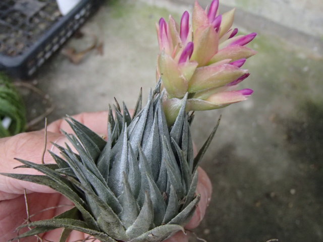 Yahoo!オークション -「tillandsia kautskyi」の落札相場・落札価格